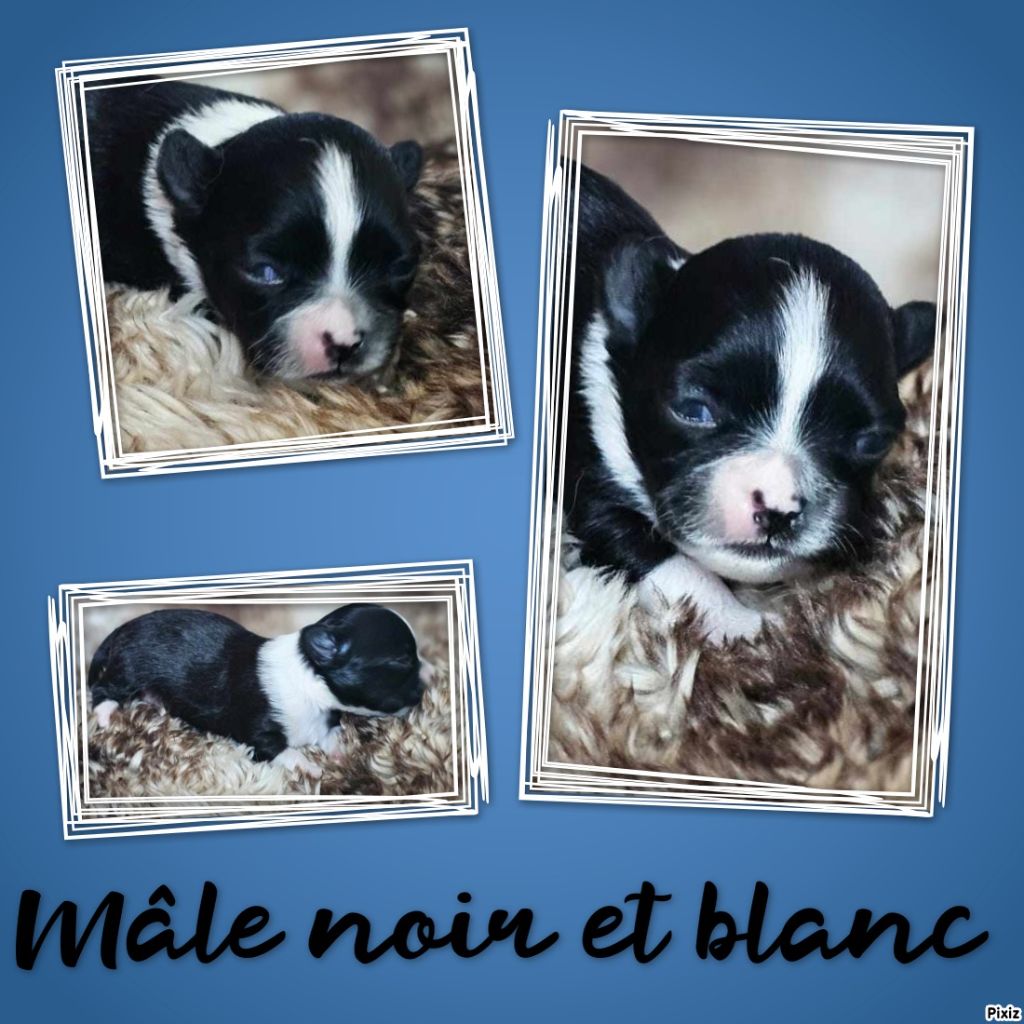 du Royaume du Khan - Chiot disponible  - Chihuahua