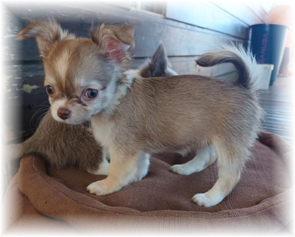 du Royaume du Khan - Chiot disponible  - Chihuahua