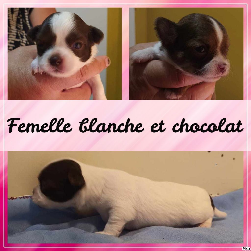 du Royaume du Khan - Chiot disponible  - Chihuahua