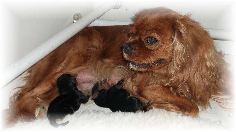 du Royaume du Khan - Cavalier King Charles Spaniel - Portée née le 19/04/2012