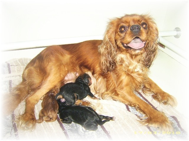 du Royaume du Khan - Cavalier King Charles Spaniel - Portée née le 17/03/2010