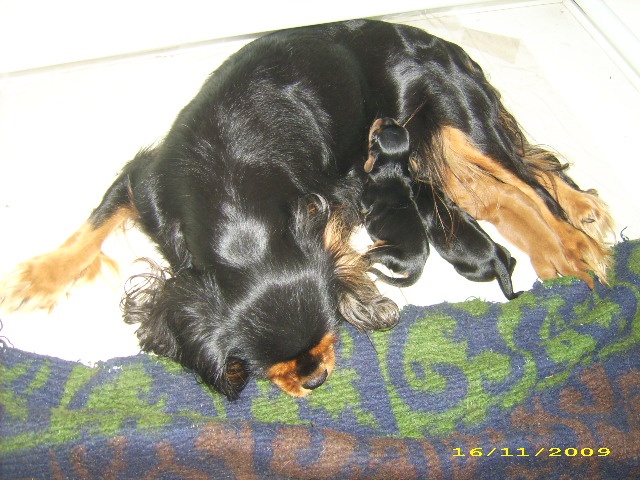 du Royaume du Khan - Cavalier King Charles Spaniel - Portée née le 17/11/2009