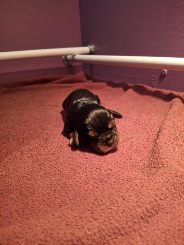 du Royaume du Khan - Chiots disponibles - Cavalier King Charles Spaniel