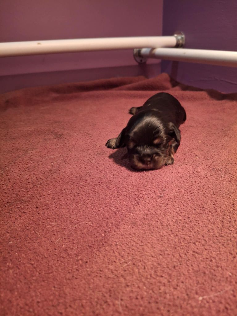 du Royaume du Khan - Chiots disponibles - Cavalier King Charles Spaniel