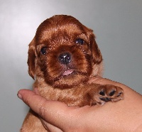 Little Ruby