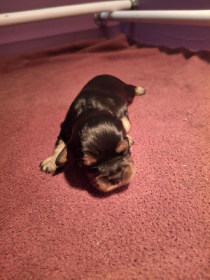CHIOT 2 Mâle sans collier