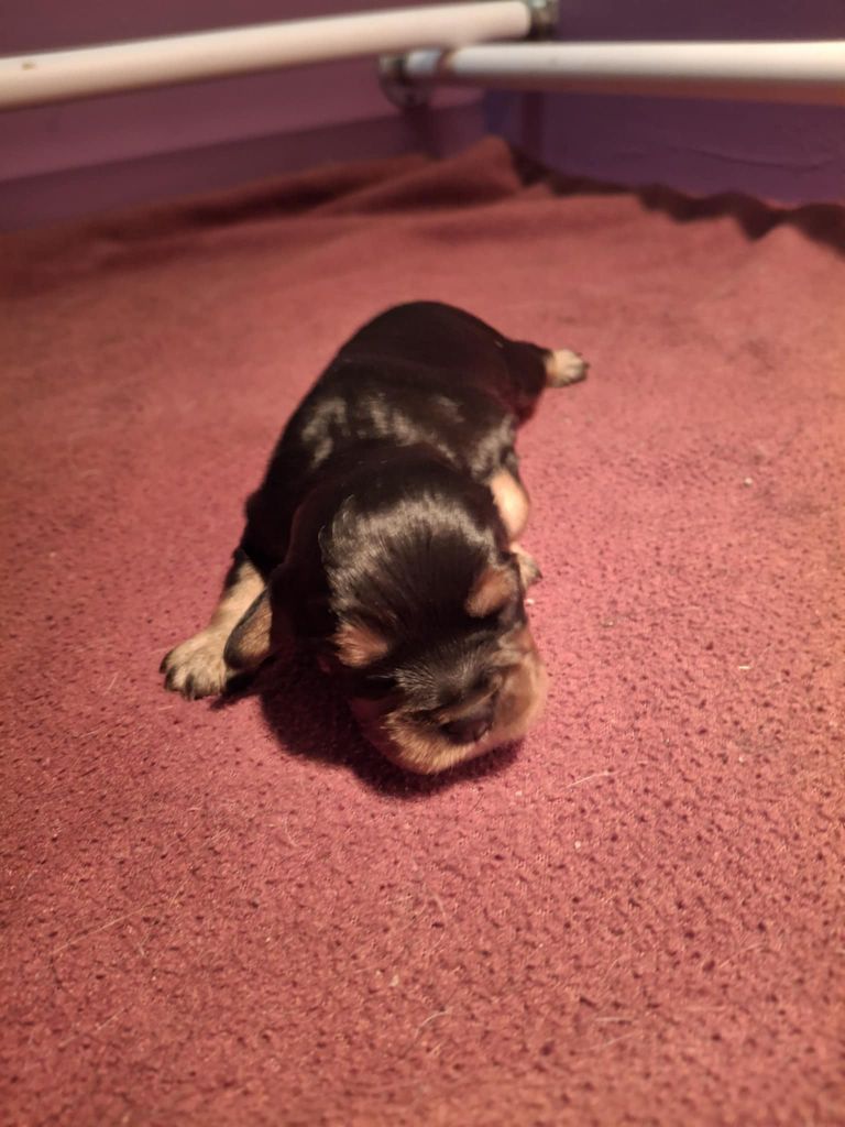 du Royaume du Khan - Chiots disponibles - Cavalier King Charles Spaniel