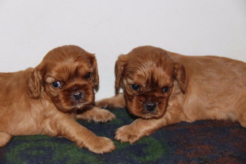 du Royaume du Khan - Cavalier King Charles Spaniel - Portée née le 26/02/2015