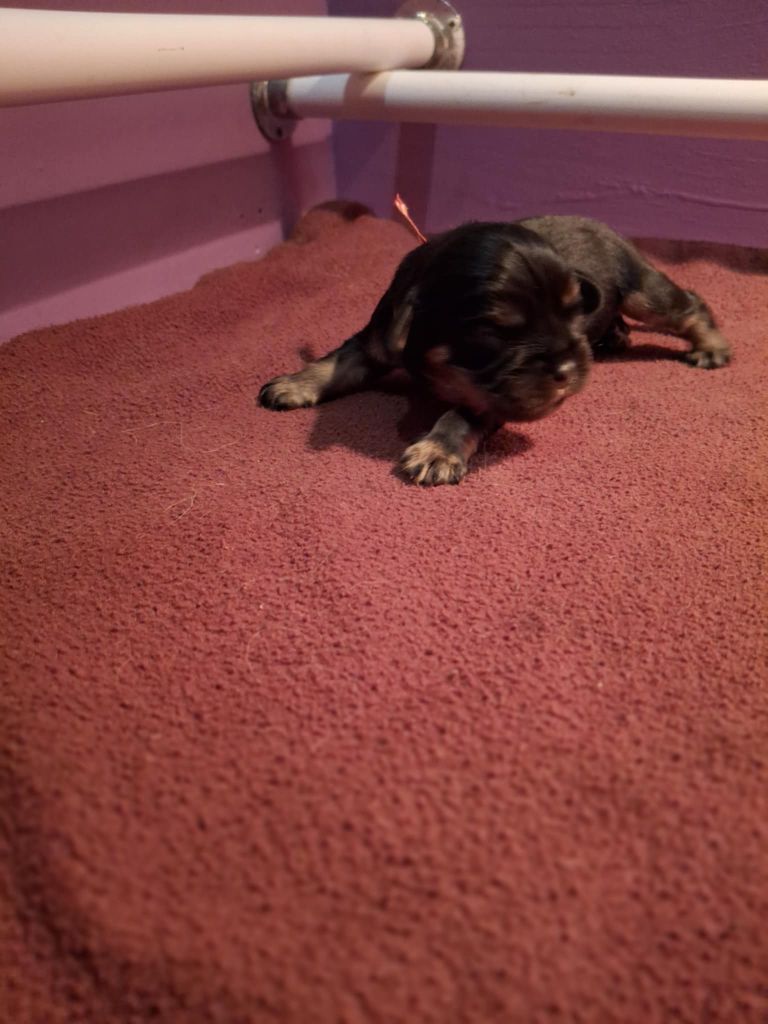 du Royaume du Khan - Chiots disponibles - Cavalier King Charles Spaniel
